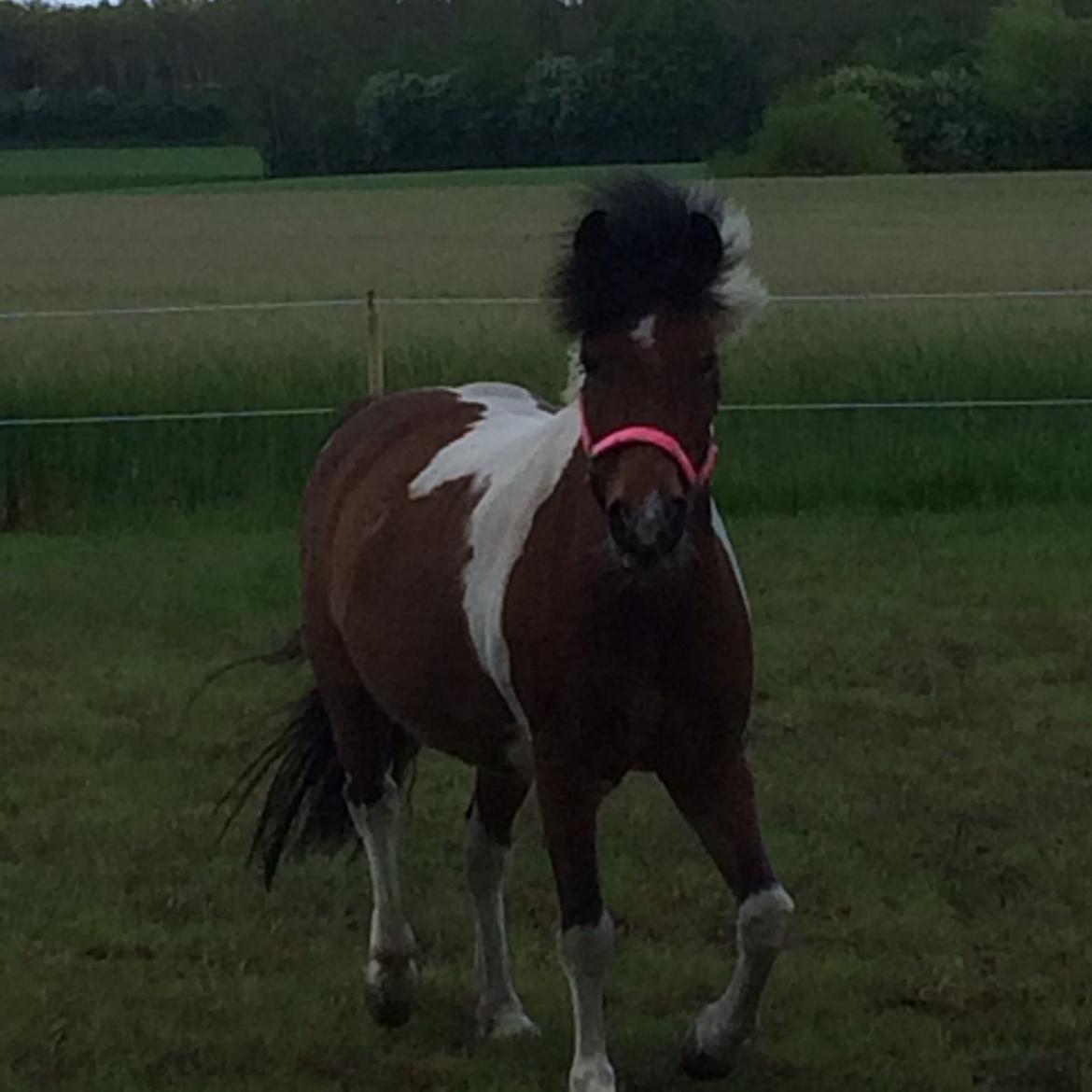 Anden særlig race Sabrine/sabi - En dejlig løbetur  billede 9