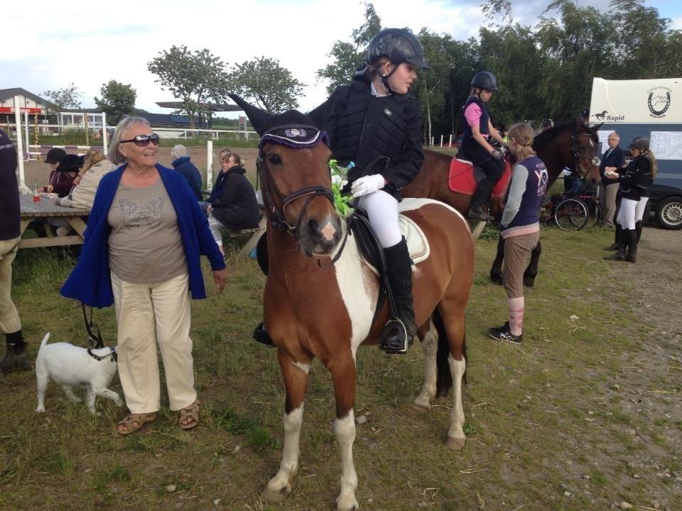 Anden særlig race Sabrine/sabi - Til springstævne på jork billede 10