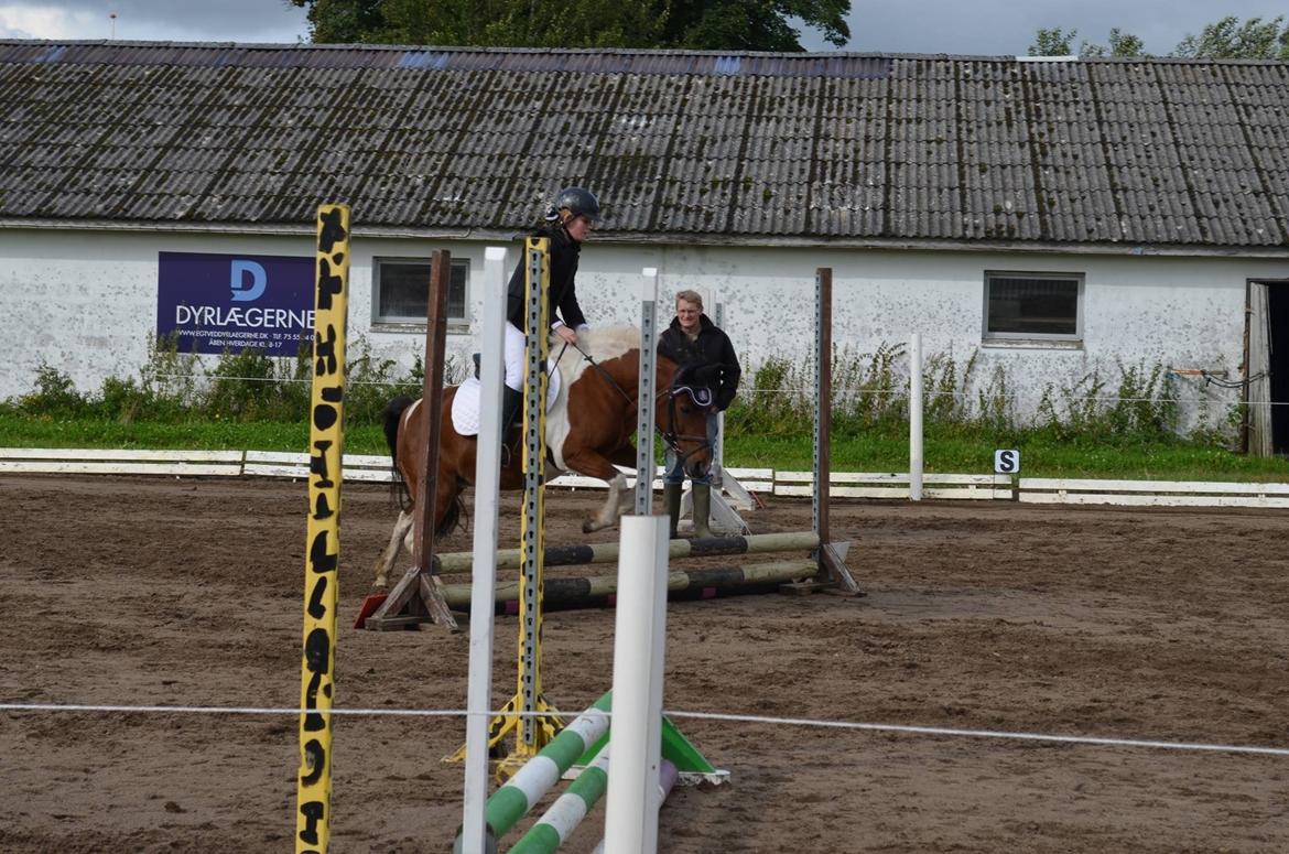 Anden særlig race Sabrine/sabi - Stævne <3<3<3 billede 13