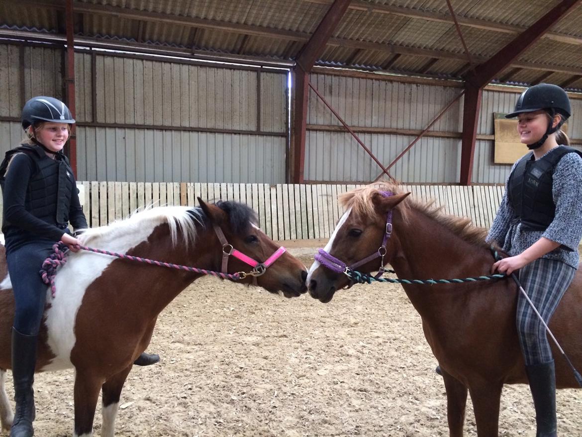 Anden særlig race Sabrine/sabi - Sweety og sabi kysser billede 7