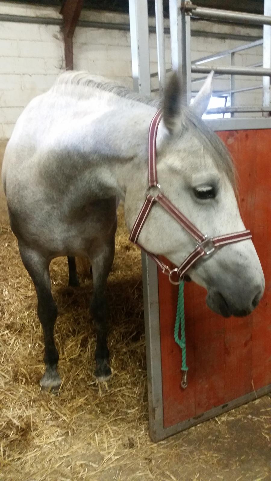 Lipizzaner Fantasia - 290 billede 13