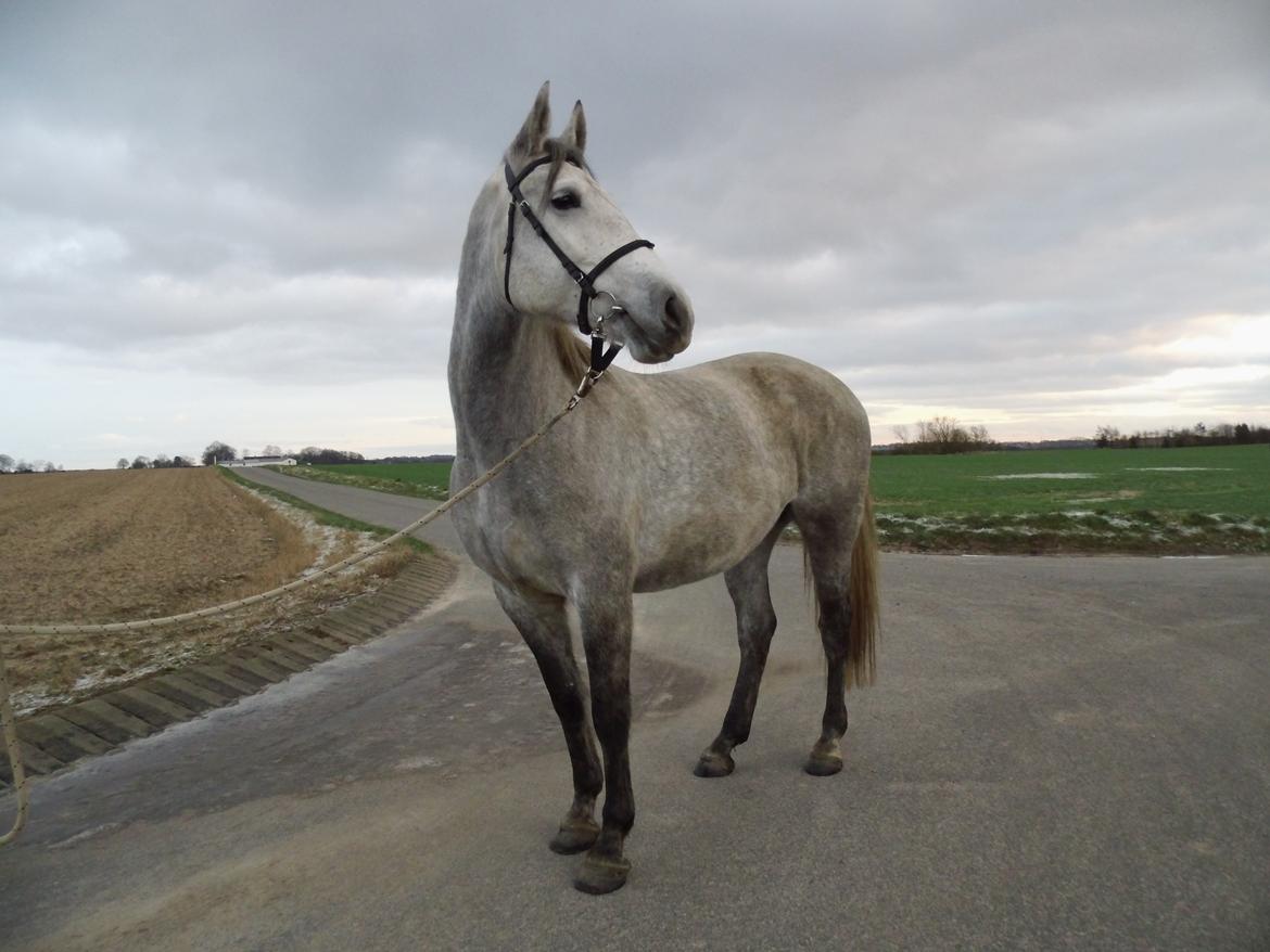 Lipizzaner Fantasia - 290 billede 2