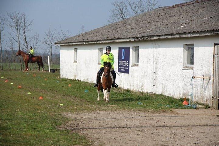 Anden særlig race Sabrine/sabi - Øvelse  billede 6