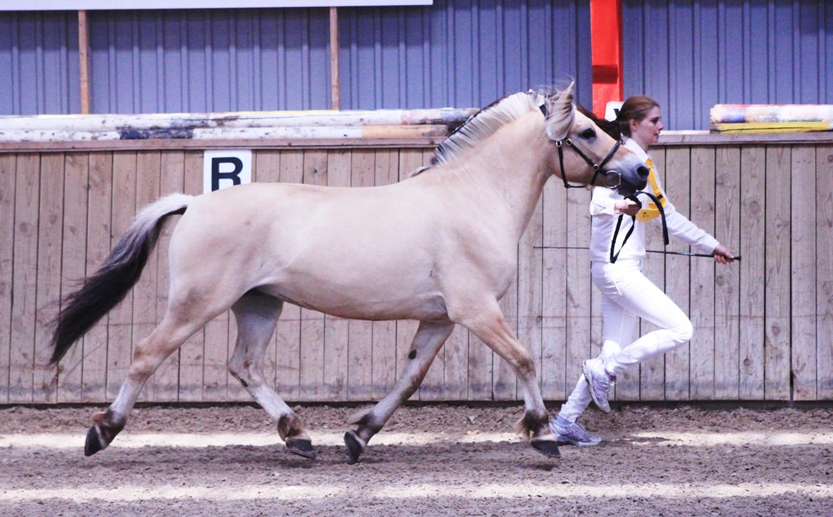 Fjordhest Estel Tidselbjerg - Regionalkåring i Egtved 2015 billede 7