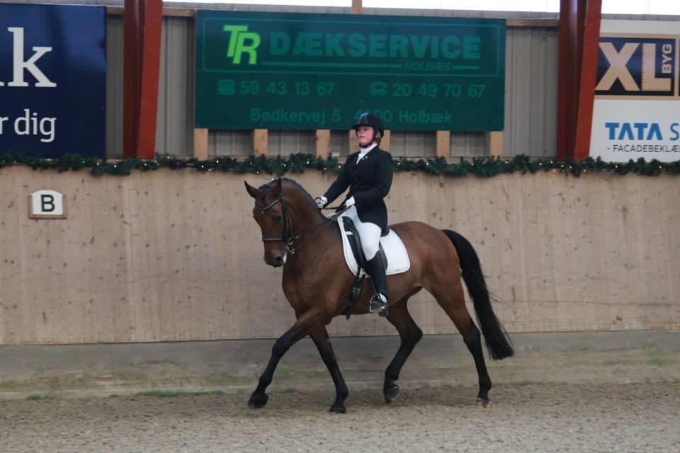 Tysk Oldenburger Armageddon B-hest billede 16