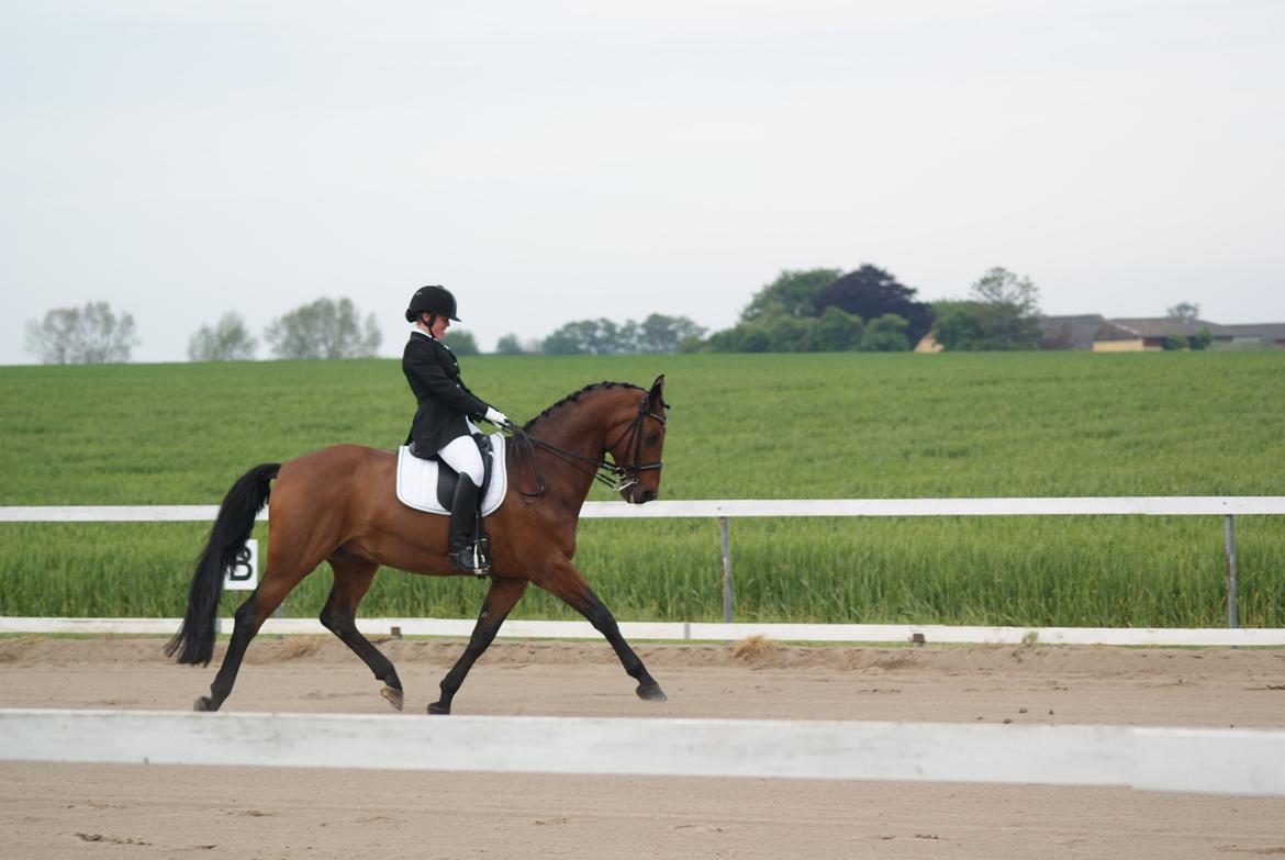 Tysk Oldenburger Armageddon B-hest billede 18