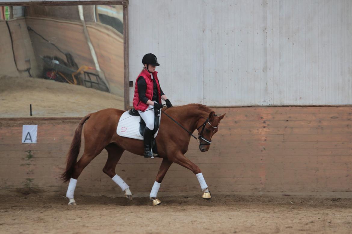 Anden særlig race Storbjergs Lollipop  - Undskyld min holdning, men jeg rider letridning!  billede 1