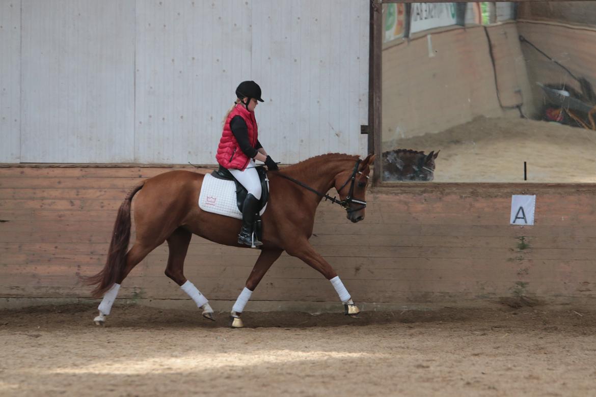 Anden særlig race Storbjergs Lollipop  billede 3