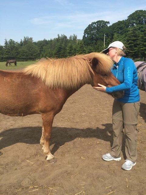 Islænder Baldi fra Nordbjerg billede 14