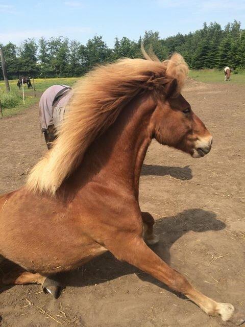 Islænder Baldi fra Nordbjerg billede 15