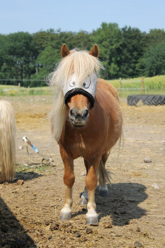 Shetlænder Jack aka. LilleSkid billede 1