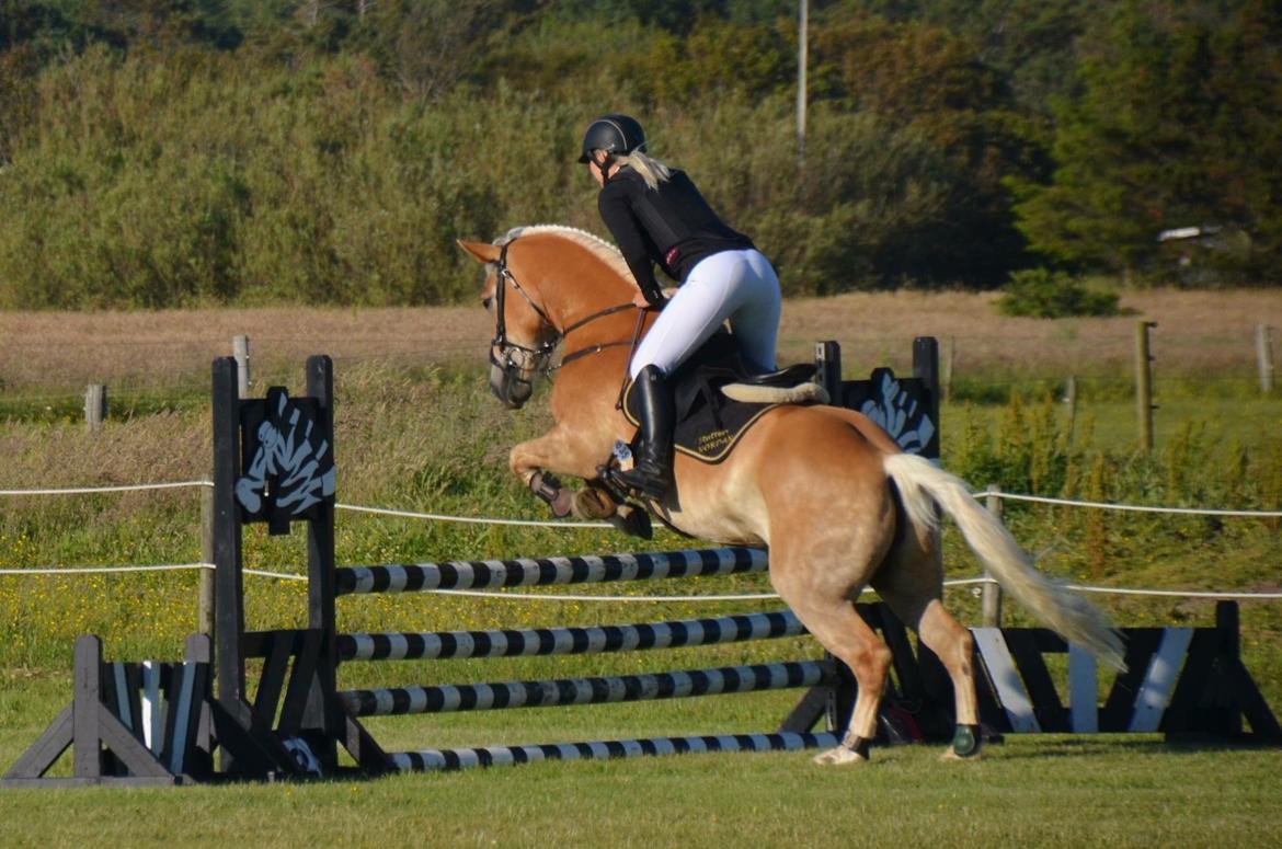 Haflinger Nordan's Wella billede 8