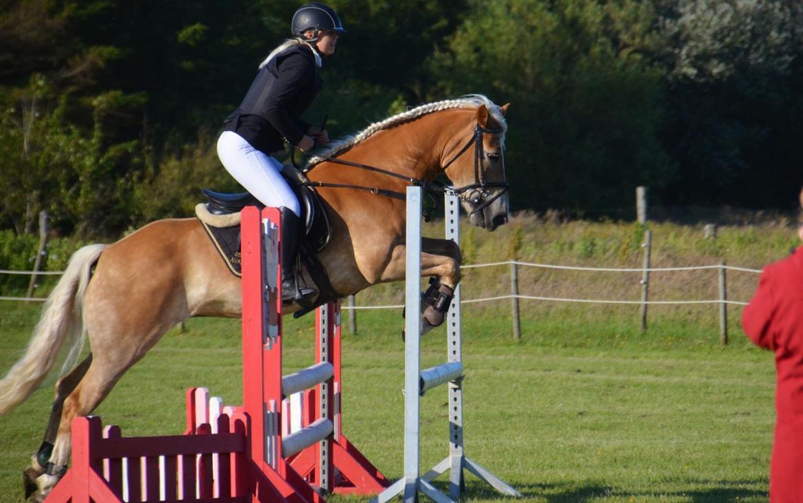 Haflinger Nordan's Wella billede 4