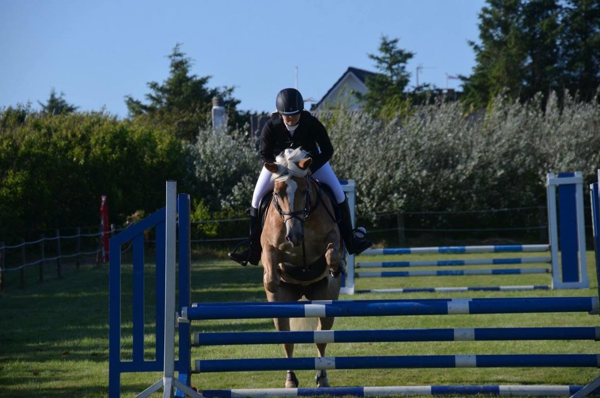 Haflinger Nordan's Wella billede 1