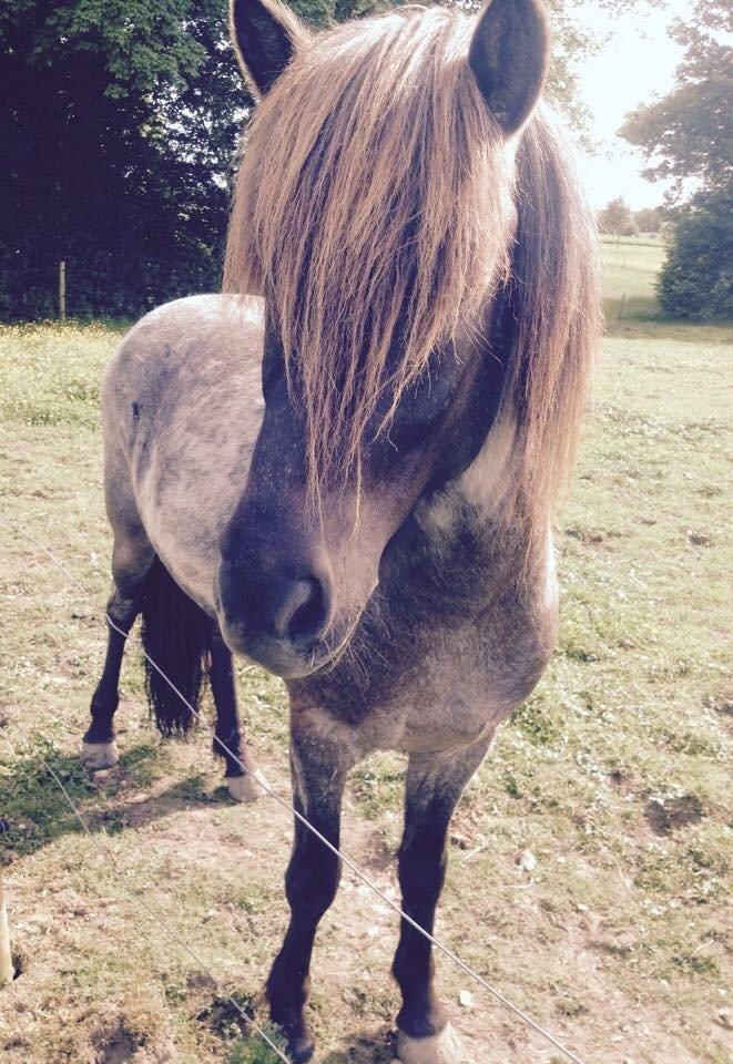 Islænder LITFARI BLÅBJERG billede 19