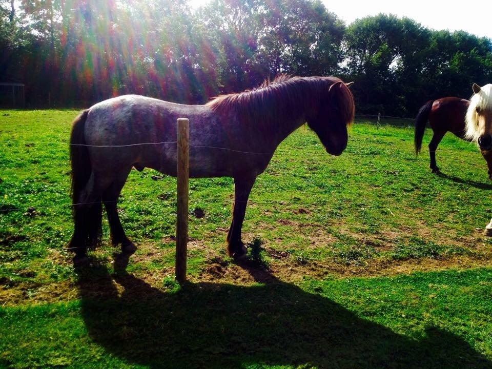 Islænder LITFARI BLÅBJERG billede 16