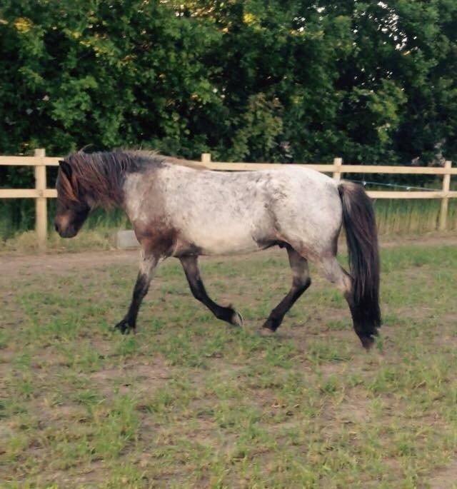 Islænder LITFARI BLÅBJERG billede 17