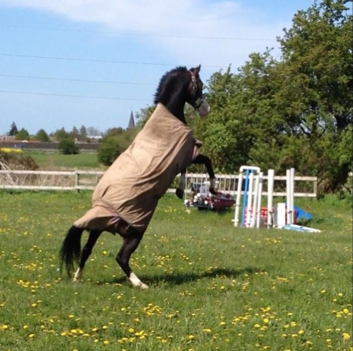 Anden særlig race Bjeldbaks Bingo - vildbasse  billede 15