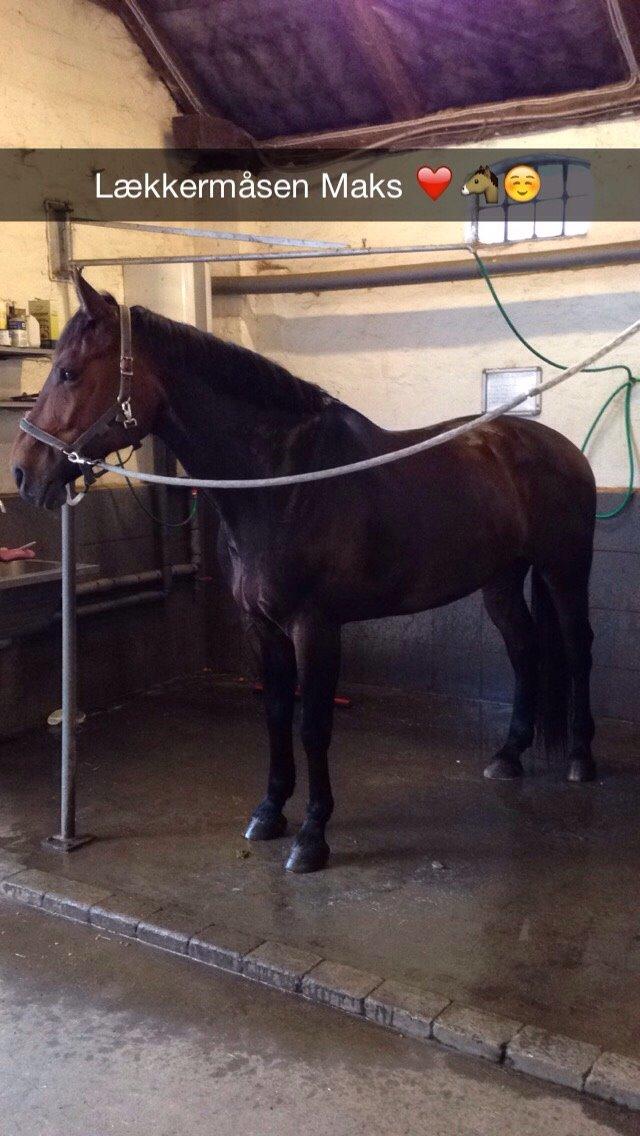 Oldenborg Maks af hejring billede 10