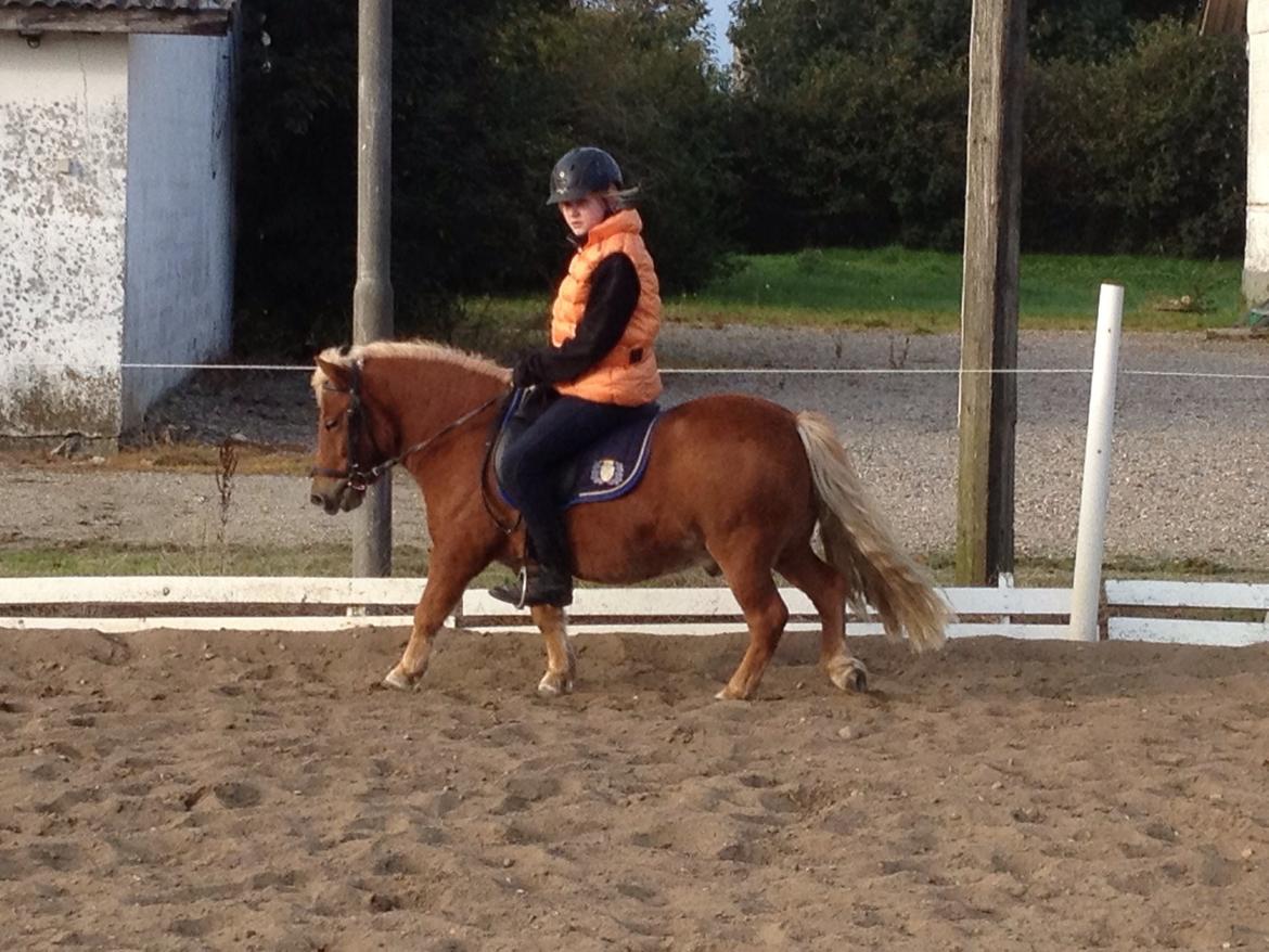 Shetlænder Knold billede 1