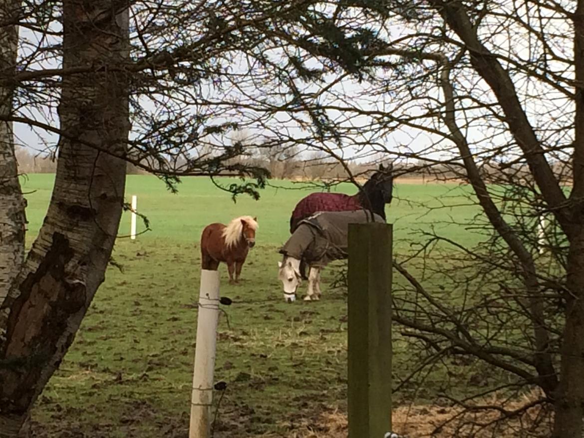 Shetlænder Knold billede 2
