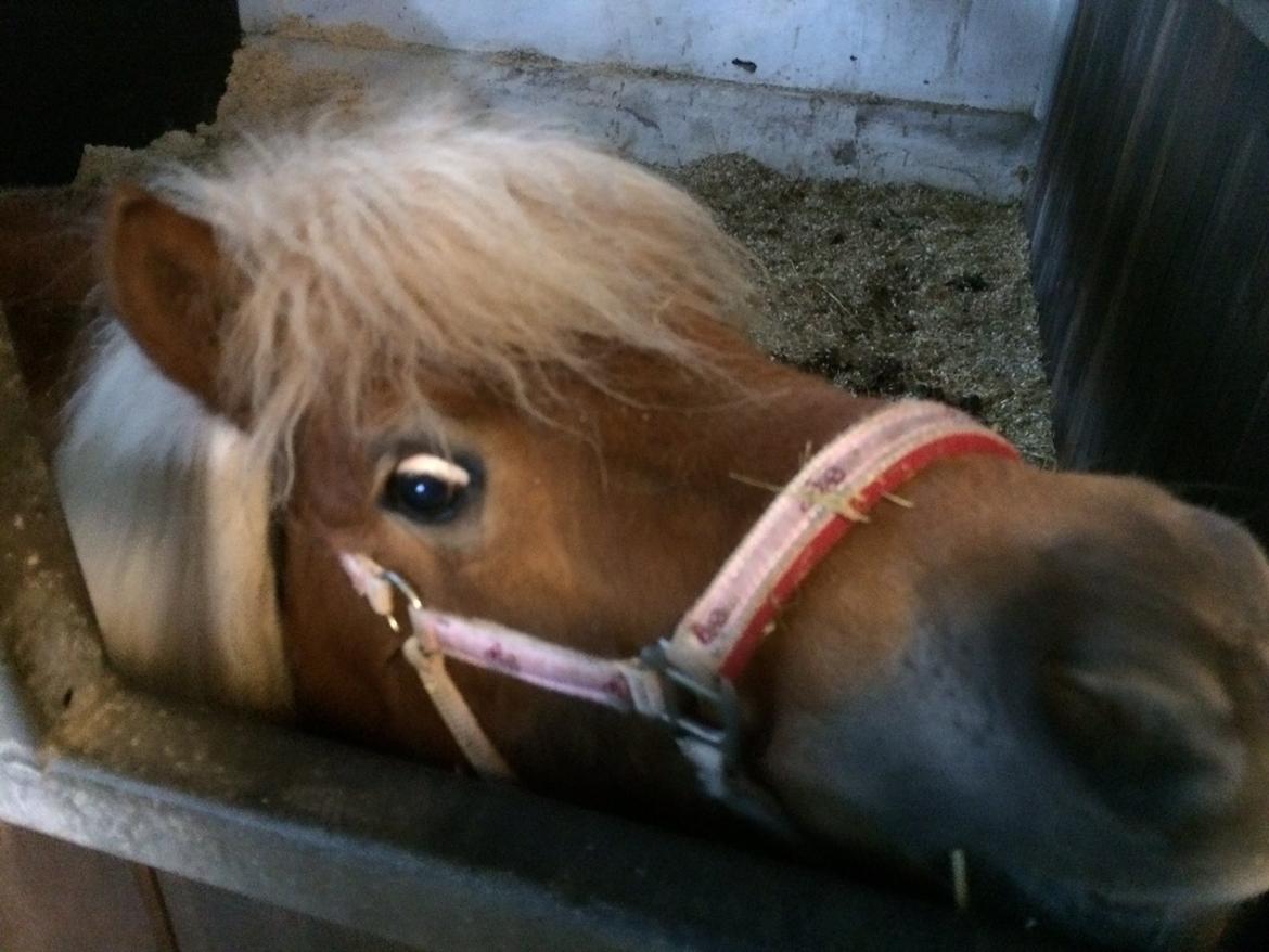 Shetlænder Knold billede 3