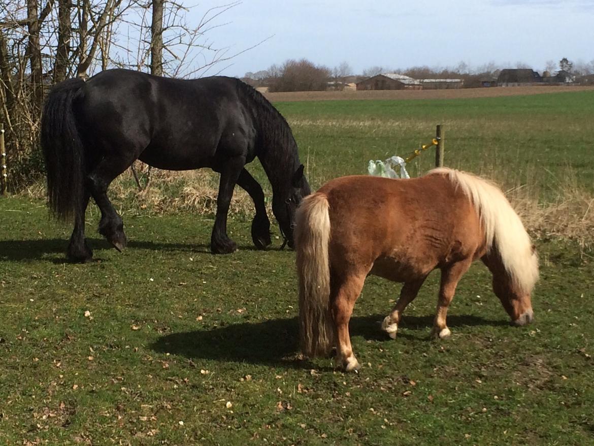 Shetlænder Knold billede 4