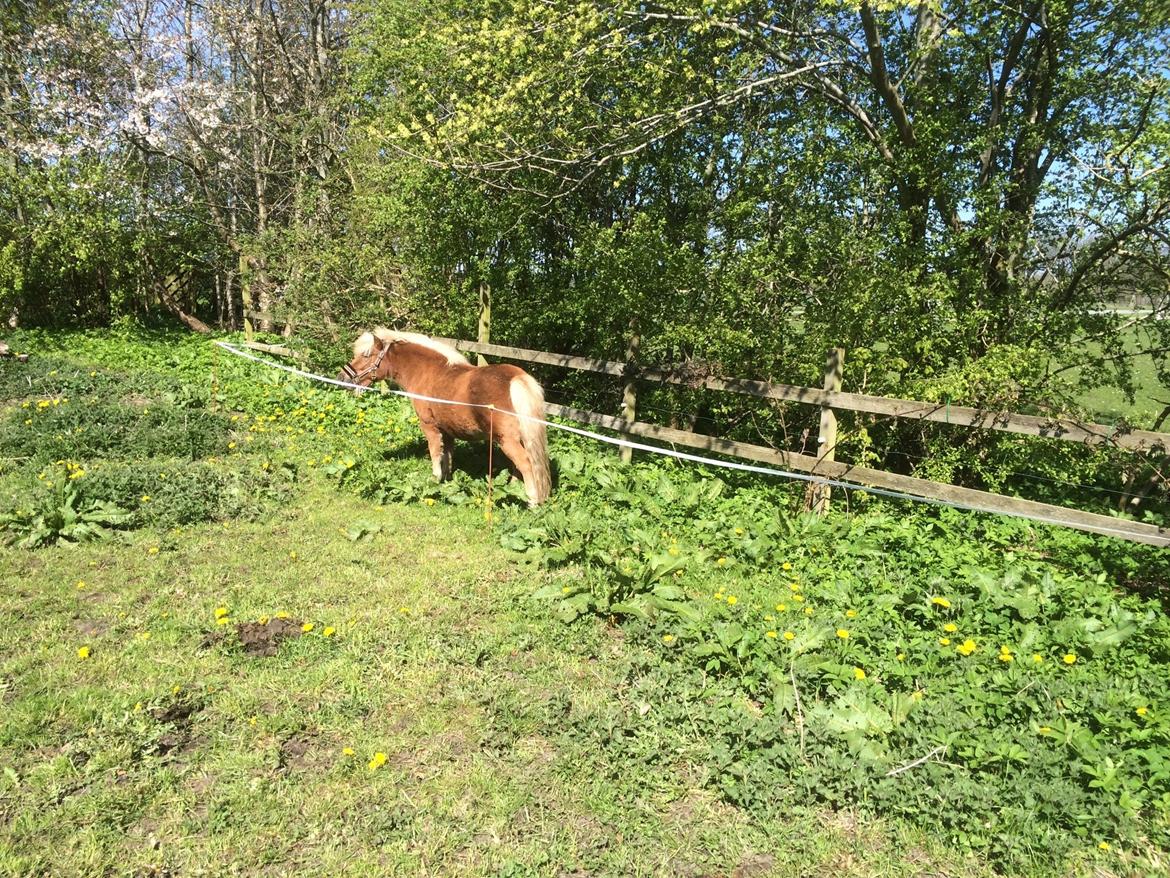 Shetlænder Knold billede 5