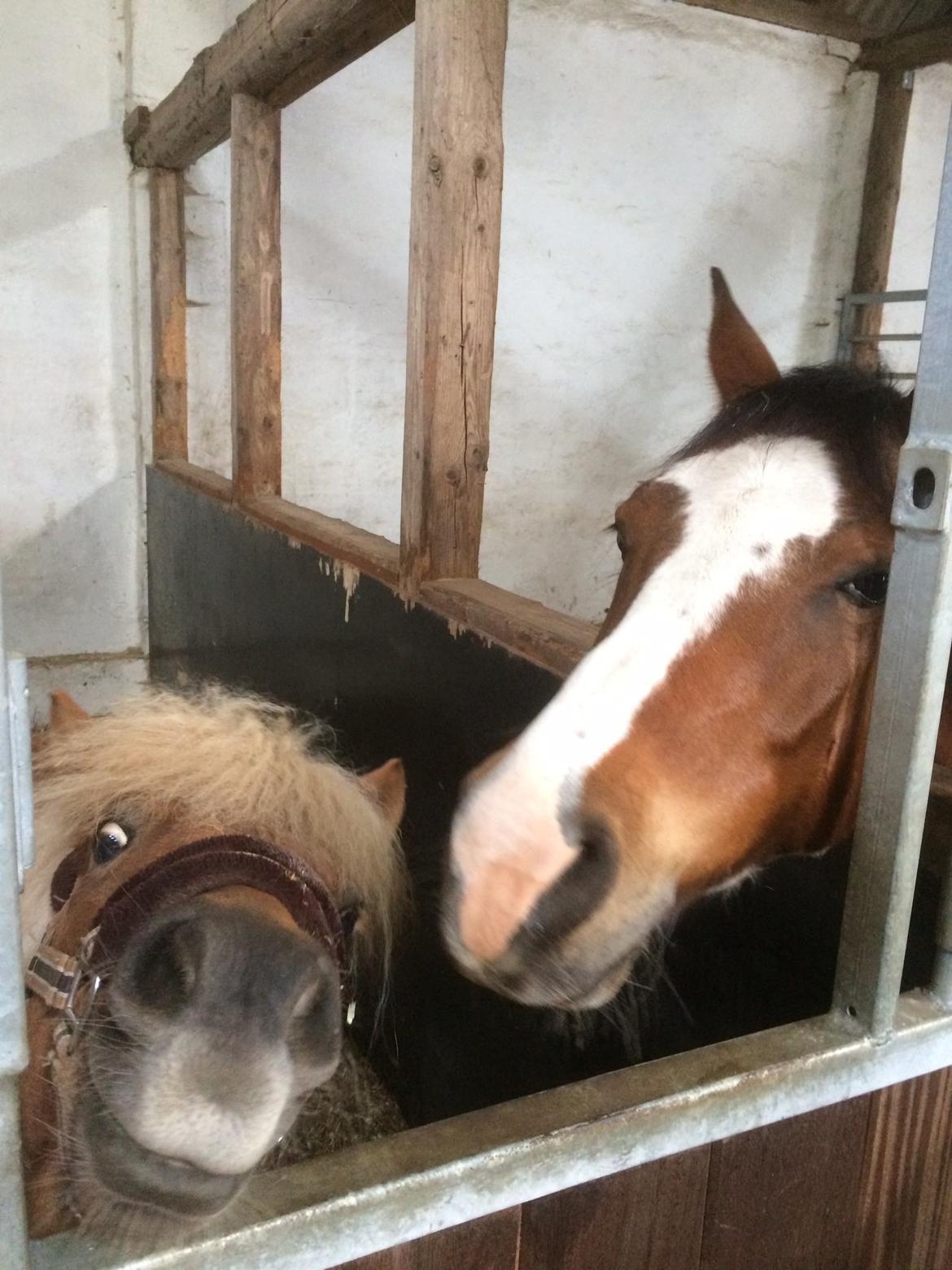 Shetlænder Knold billede 6