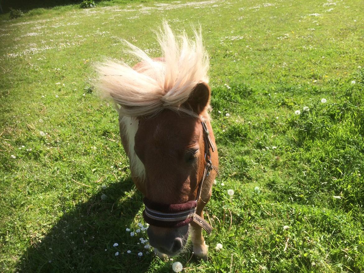 Shetlænder Knold billede 8