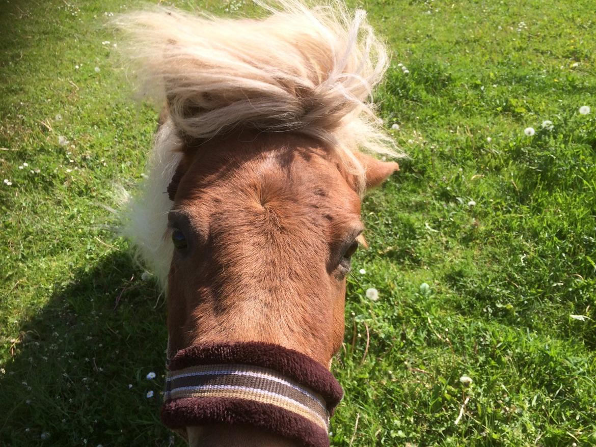 Shetlænder Knold billede 7