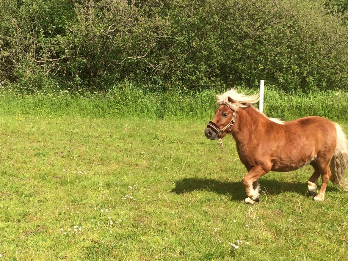 Shetlænder Knold billede 10