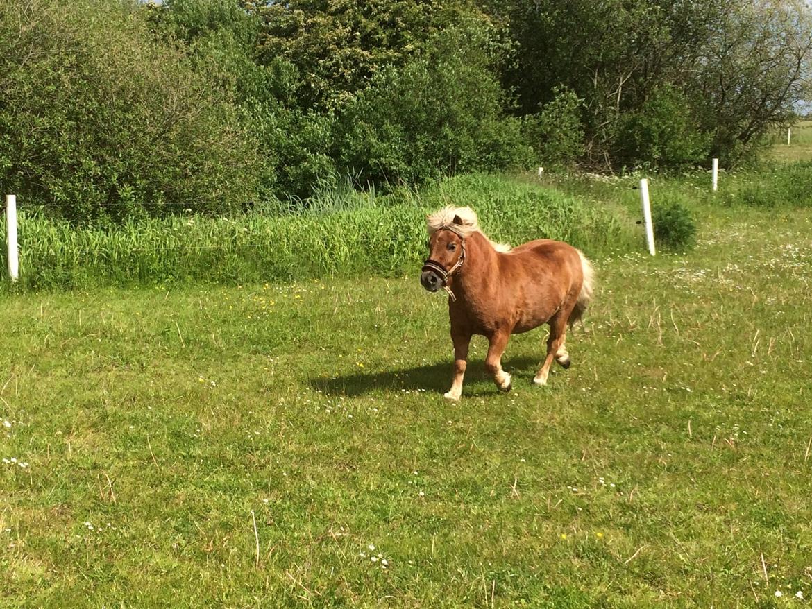 Shetlænder Knold billede 9