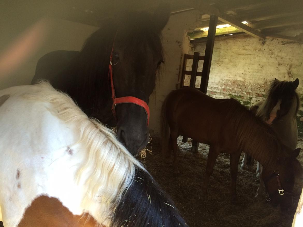 Shetlænder Knold billede 12