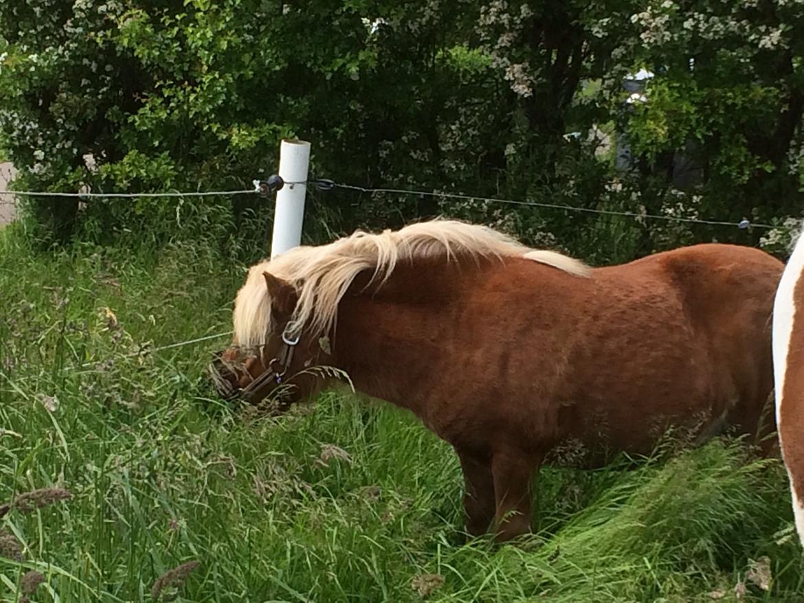 Shetlænder Knold billede 11