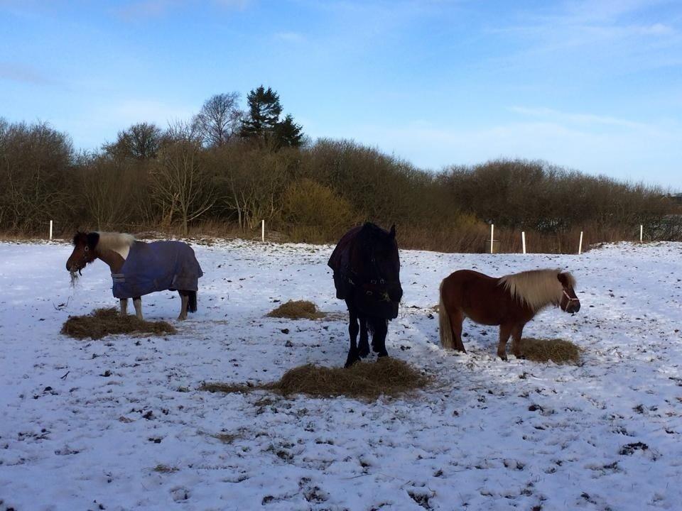 Shetlænder Knold billede 13
