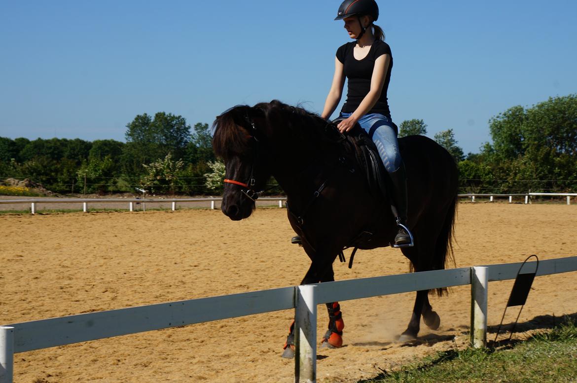 Islænder Freki fra Truust - Sommer 2015 billede 4