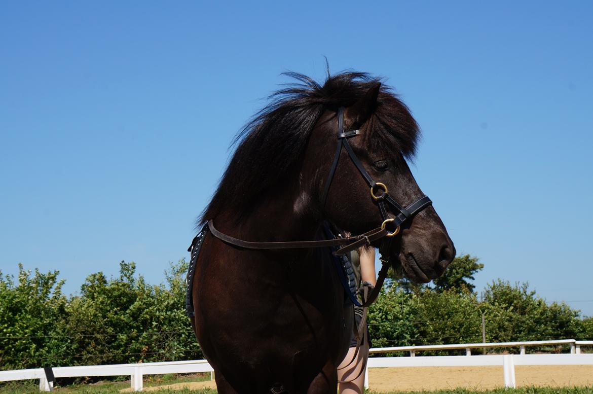 Islænder Freki fra Truust billede 18