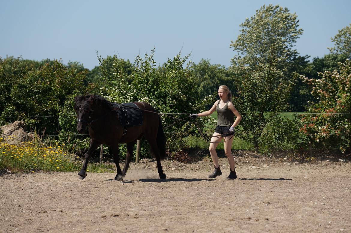 Islænder Freki fra Truust - Træning af lange liner :) billede 19