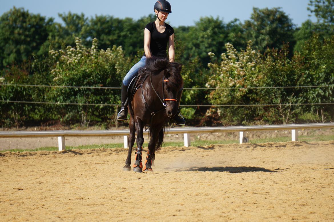 Islænder Freki fra Truust - Sommer 2015 billede 12