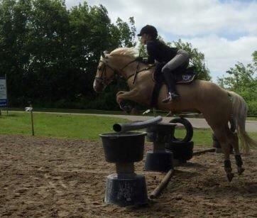 Palomino Asterix - MB-højde <3 billede 12