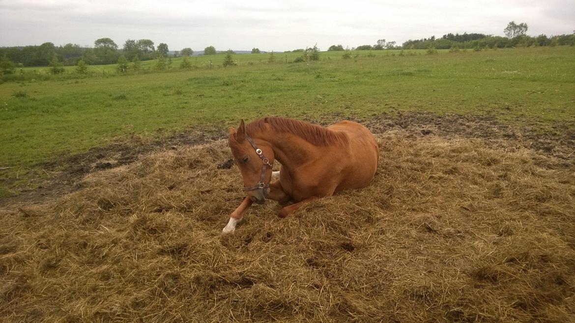Anden særlig race Storbjergs Lollipop  billede 9