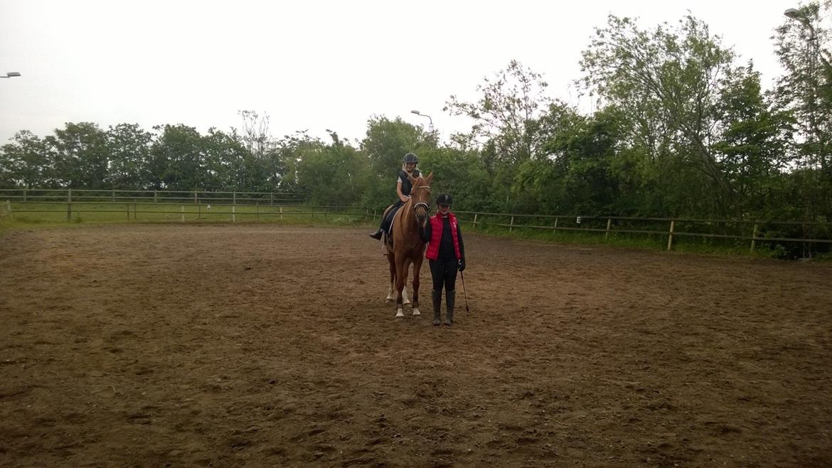 Anden særlig race Storbjergs Lollipop  - Vores nabo, Sofie, sidder på "en meget stor hest"  billede 12
