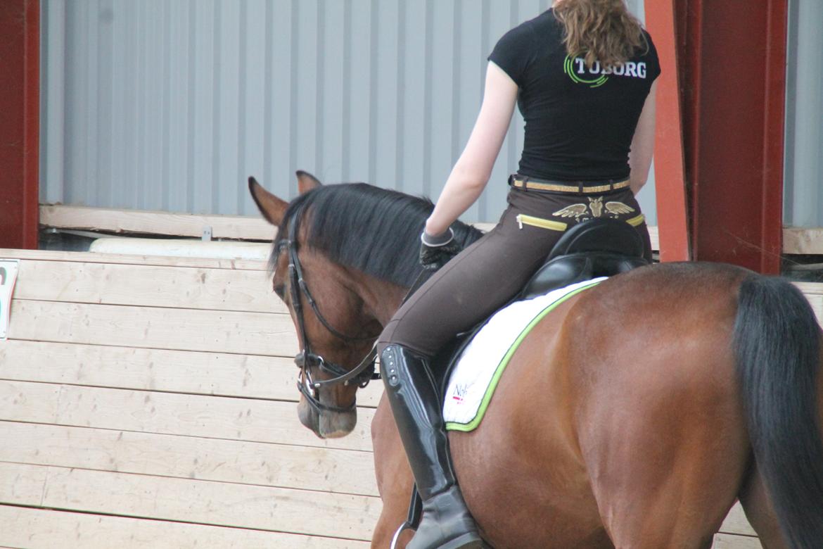 Dansk Varmblod TENERIF EG billede 15