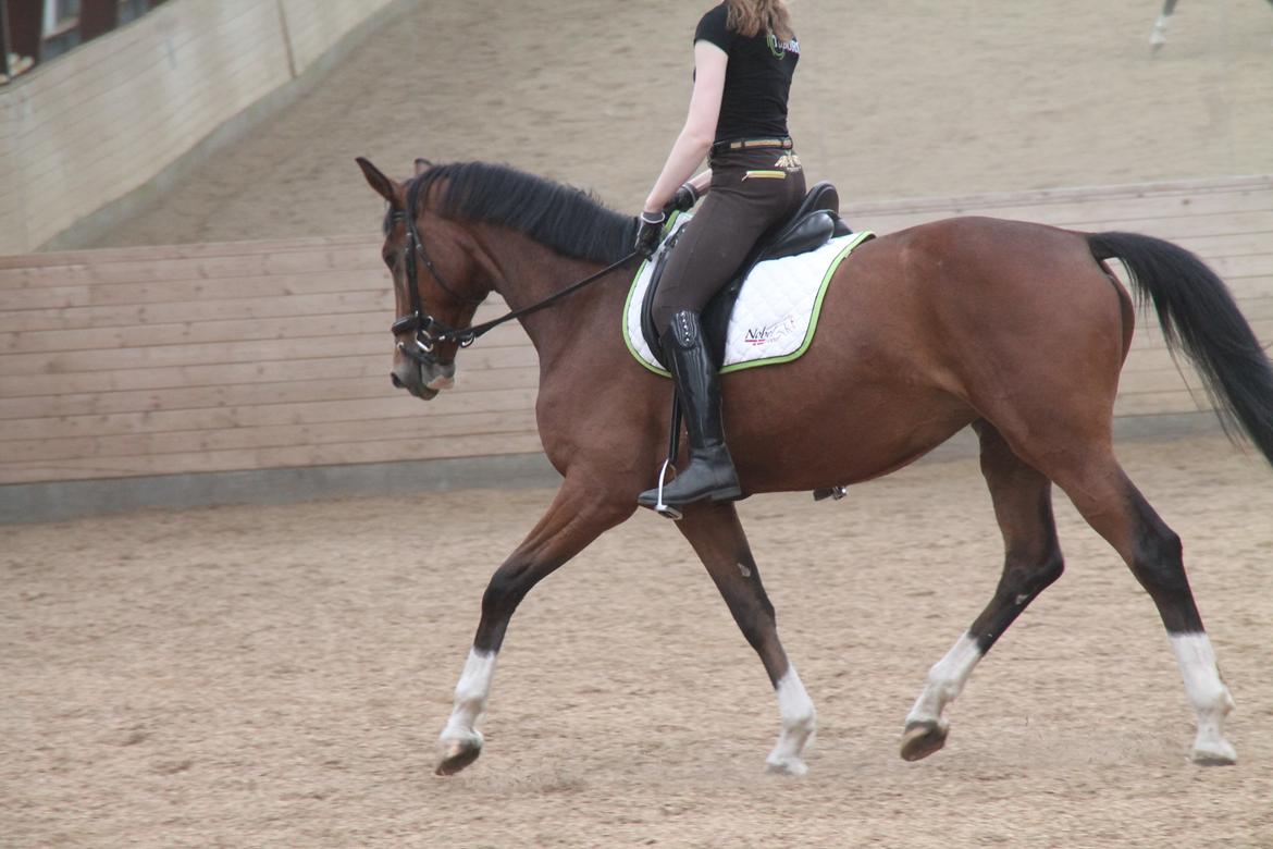 Dansk Varmblod TENERIF EG billede 11