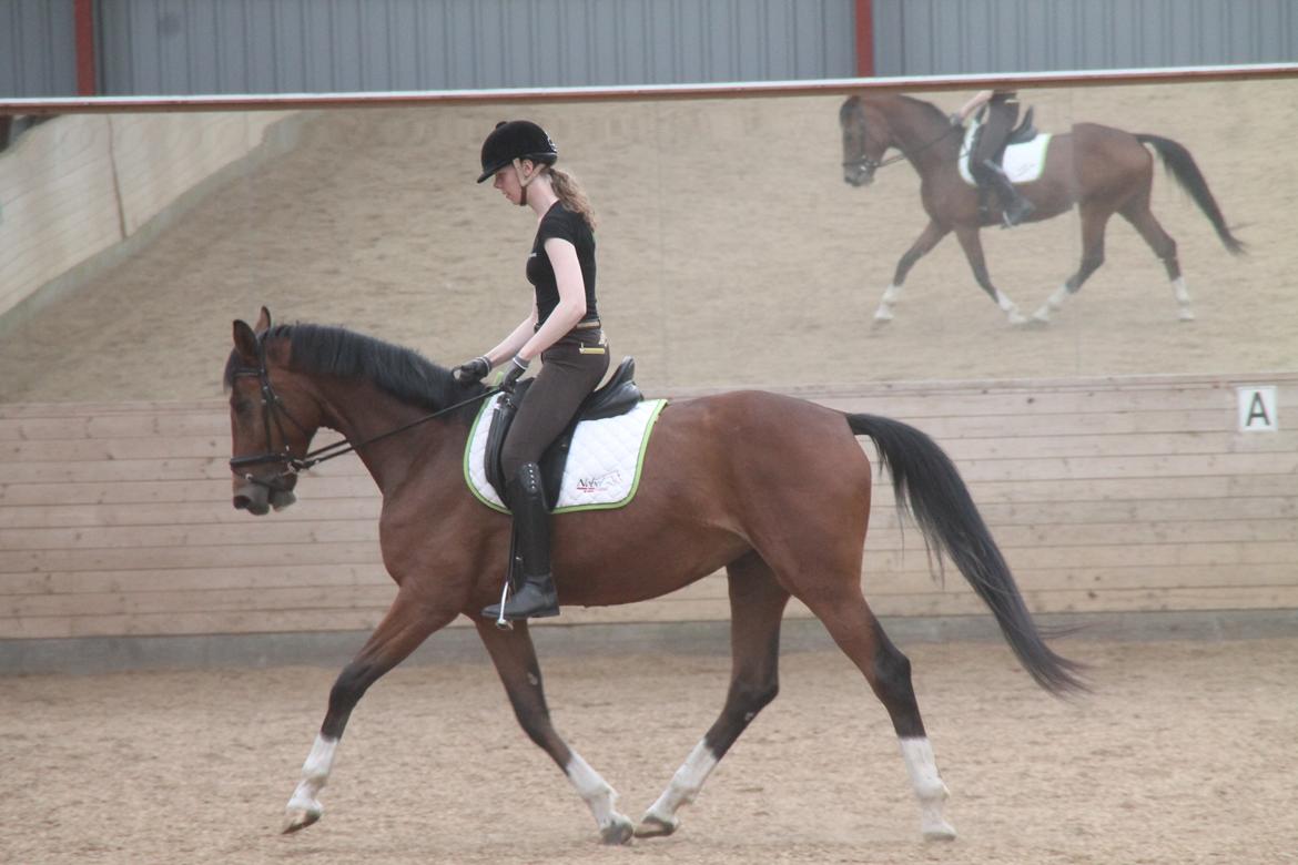 Dansk Varmblod TENERIF EG billede 8