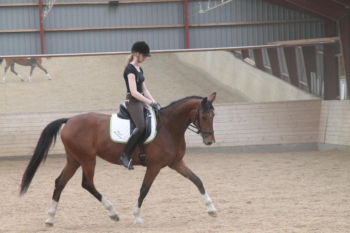 Dansk Varmblod TENERIF EG billede 1