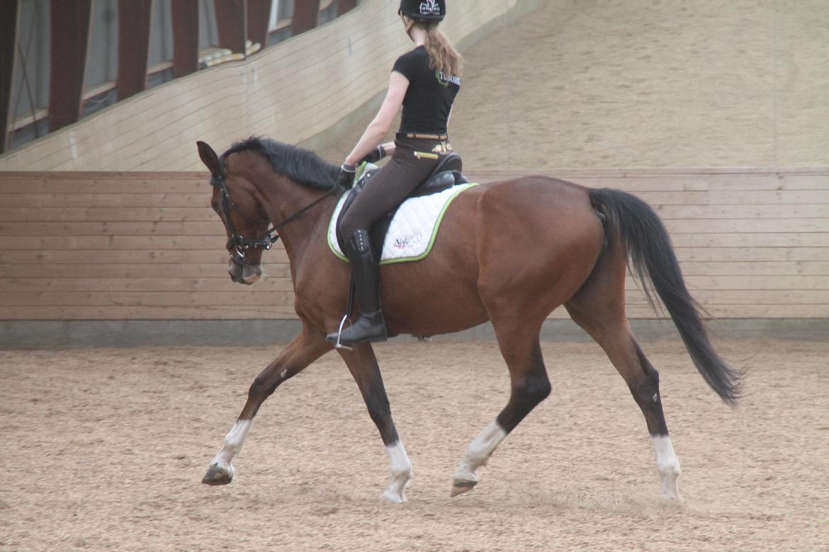 Dansk Varmblod TENERIF EG billede 13