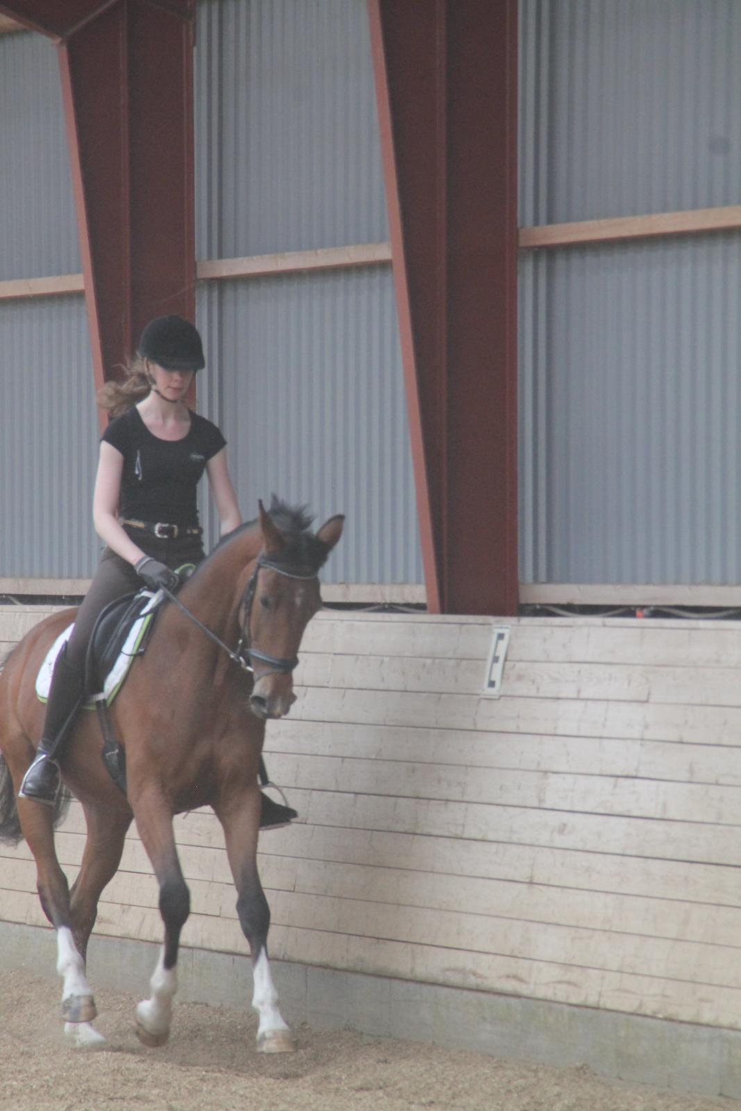 Dansk Varmblod TENERIF EG billede 4