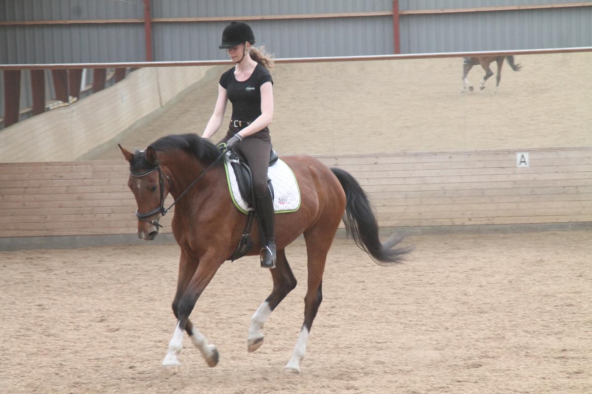 Dansk Varmblod TENERIF EG billede 7